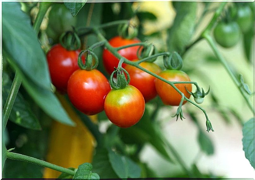 Tomatoes help to rejuvenate