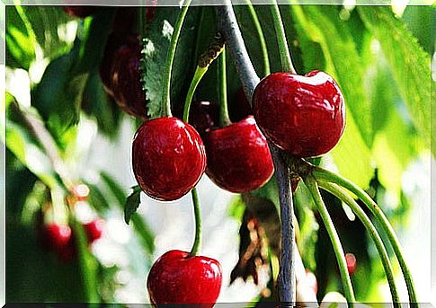 Cherry is one of the foods to rejuvenate