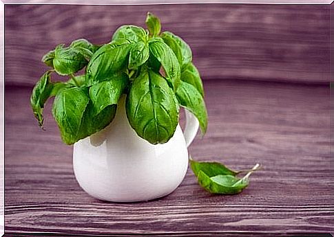 Basil