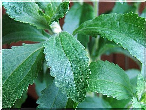 stevia-hebam3000