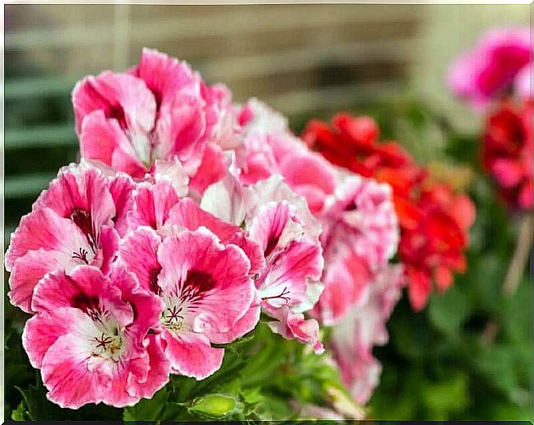 Geranium