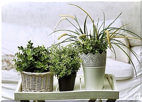 5 sleep plants you can have in your bedroom