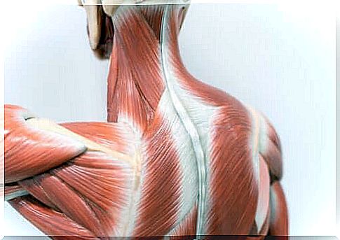 Back Muscle Anatomy