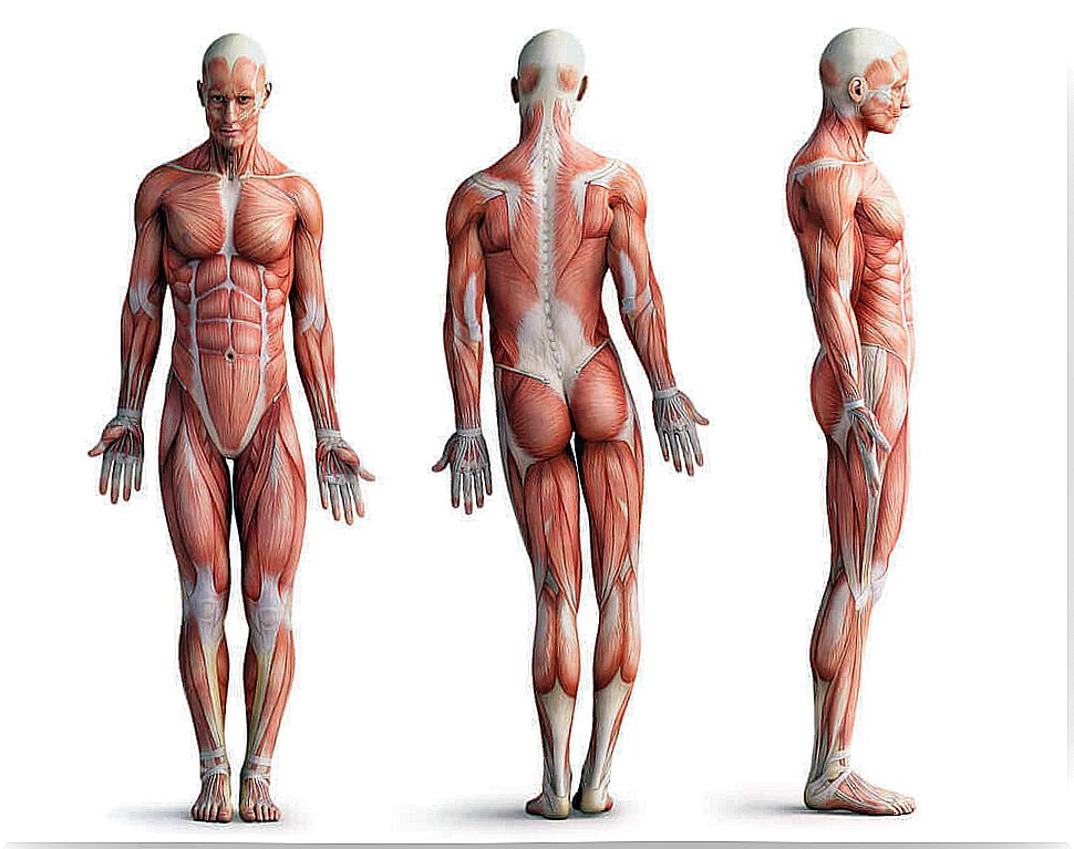 Back Muscle Anatomy