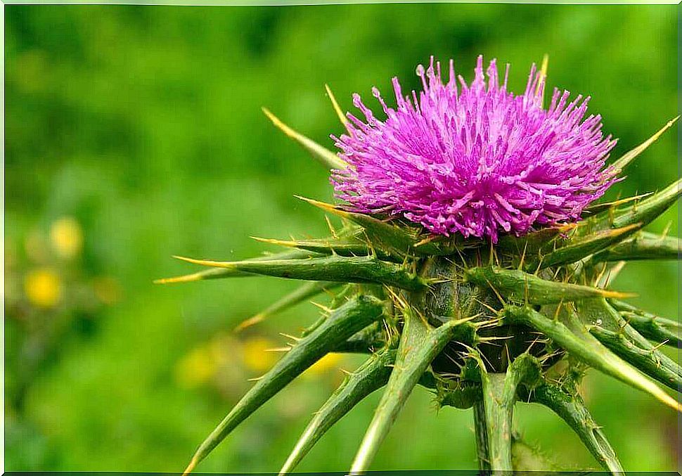 Artichoke and milk thistle supplement