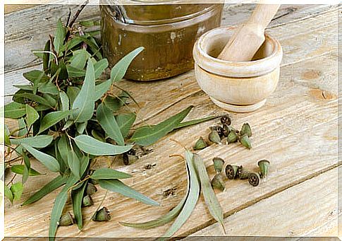 Eucalyptus leaves to fight allergies