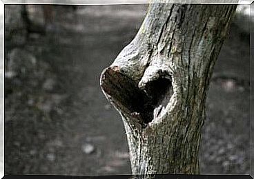 heart-on-tree