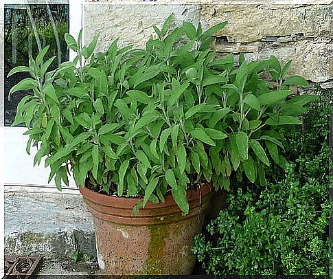 Grow Salvia at Home