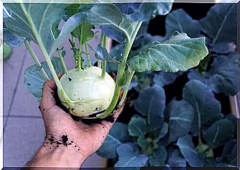 Kohlrabi: nutritional value, benefits and how to prepare it