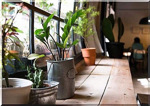 The benefits of having plants at home