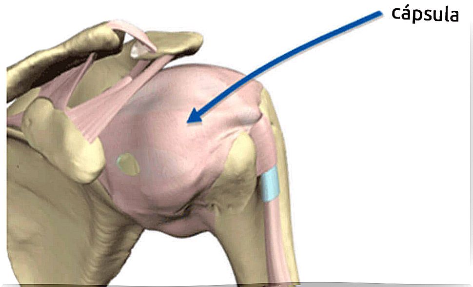 Shoulder Joint Capsule